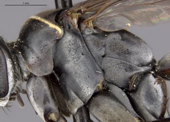 Media type: image;   Entomology 27224 Aspect: thorax lateral